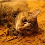 Picture Of Cat Lying On A Carpet